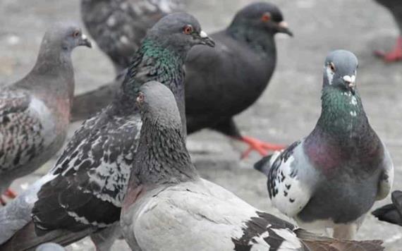 Riesgos de enfermedades producidas por las aves como son las Palomas