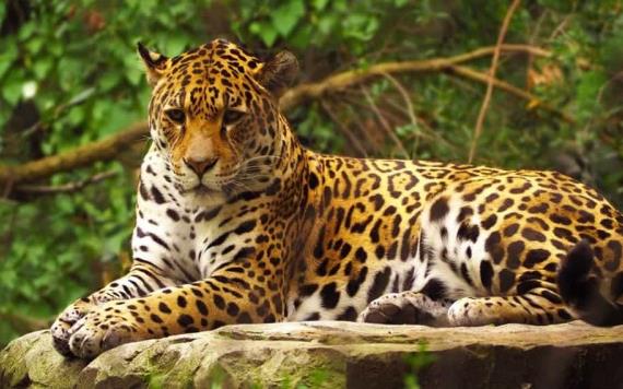 Ganadero convierte su rancho en reserva para jaguar