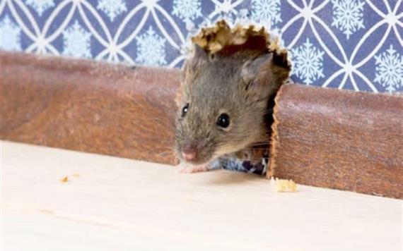Australia sufre plaga de ratones