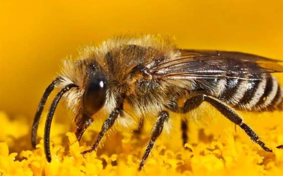 Importancia de la abeja en el mundo: Día Mundial de las Abejas