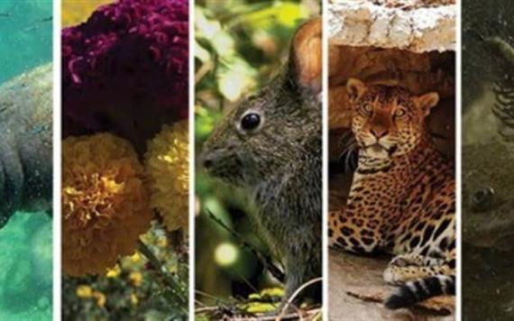 Hoy se festeja el Día Internacional de la Diversidad Biológica