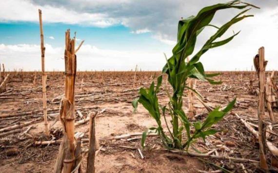 Pese a incremento de lluvias, más del 75% del territorio nacional está afectado por la sequía