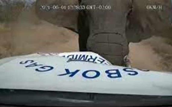 VIDEO: Elefante embiste a un un vehículo