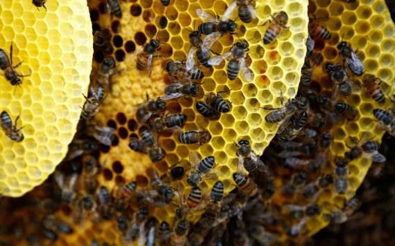 Producción de leche de almendras mata a millones de abejas; ésta es la razón