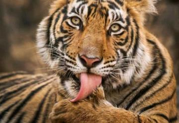 Tigre siberiano mata a empleado en un parque privado de animales en Sudáfrica