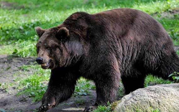 Cazadores matan a oso pardo, después de que este atacara a cuatro personas