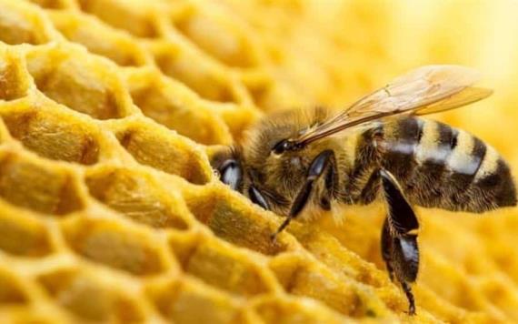 ¿Qué productos desaparecerán si se extinguen las abejas?