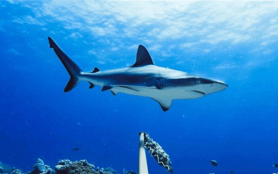 Prevalencia del tiburón está amenazada por el calentamiento de los océanos