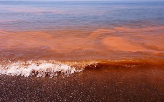 Marea Roja afecta costas del Istmo de Oaxaca