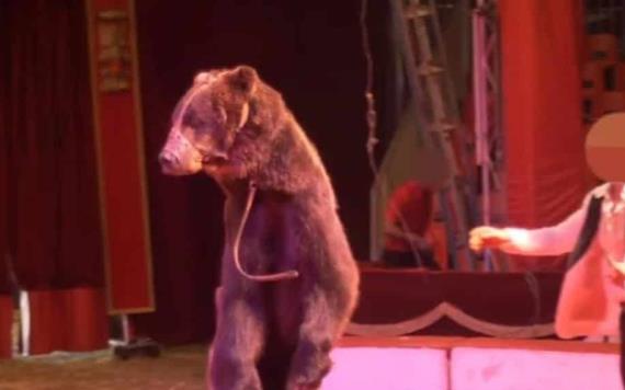 Rescatan a oso con 12 años de cautiverio trabajando para un circo