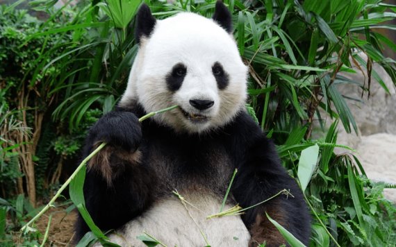 Oso panda ya no es especie ´en peligro´; se convierte en ´vulnerable´: China