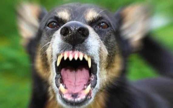 Se cumplen 15 años sin casos de rabia transmitida por perro en México