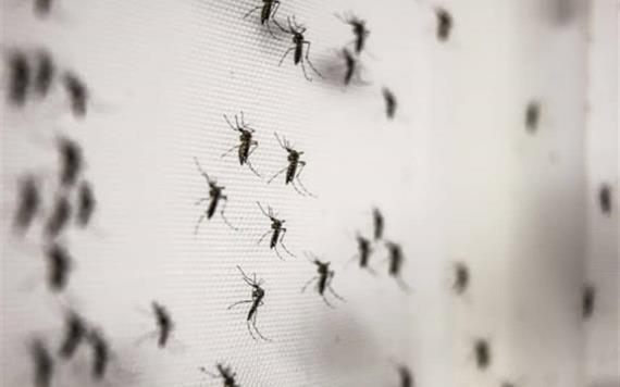 EEUU detecta mosquitos portadores de un virus capaz de paralizar a los humanos
