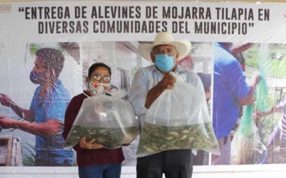 Gobierno de Comalcalco entrega 50 mil crías de mojarra Tilapia a pequeños productores de comunidades rurales