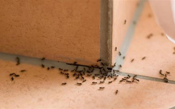 Así puedes combatir las plagas de mosquitos, cucarachas y hormigas de forma natural