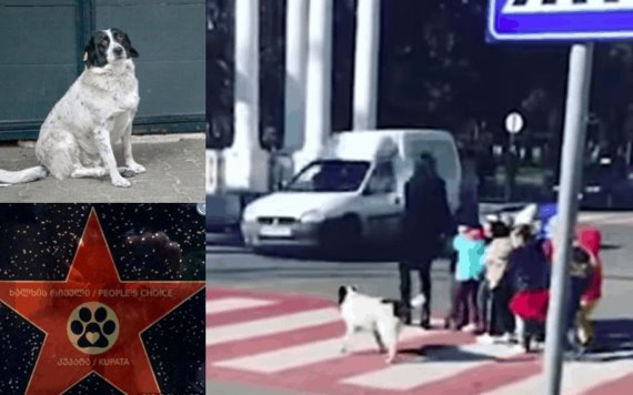 Perrito recibe estrella de la fama por ayudar a niños a cruzar la calle