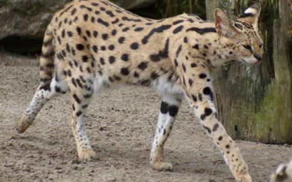 Felino salvaje africano aparece en la cama de una mujer