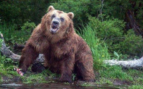 Oso se lanza contra un grupo de turistas en un parque natural en Siberia