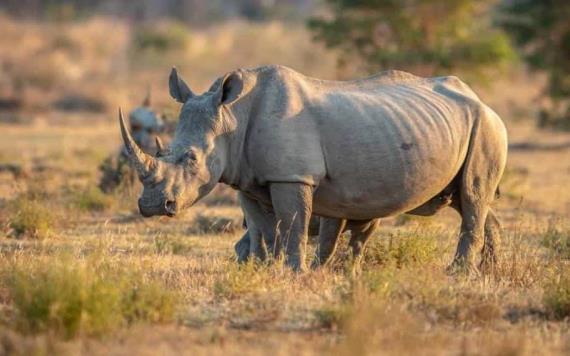 Científicos crean 12 embriones para salvar de la extinción al rinoceronte blanco