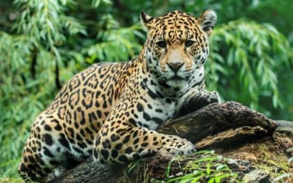 En Oaxaca un campesino envenena a jaguar que mato a su burro