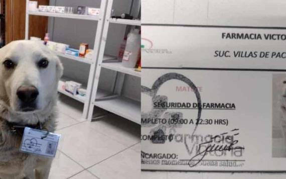 Farmacia adopta a perrito y lo ´nombran´ guardia de seguridad