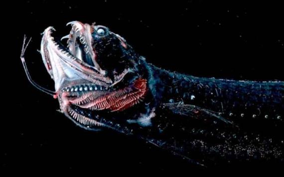 Biólogos marinos encuentran 16 especies de peces con piel ultranegra, absorben 99.9% de la luz