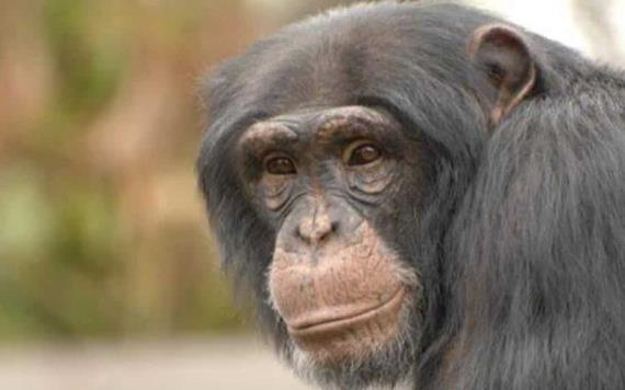 Joven graba a su chimpancé y usuarios lo comparan con un mexicano