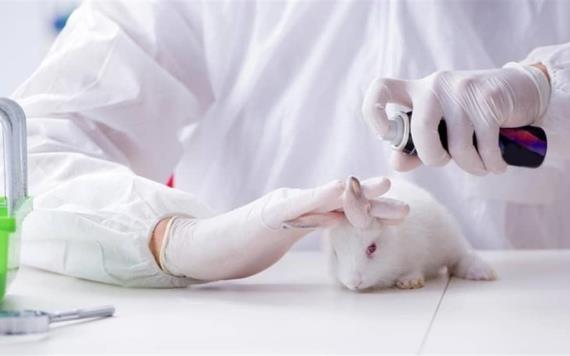 México prohíbe experimentación animal para productos cosméticos