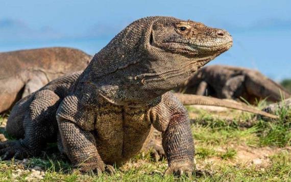 Declaran en peligro de extinción al dragón de Komodo