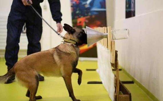 Perros son entrenados para detectar en el aeropuerto si una persona tiene covid
