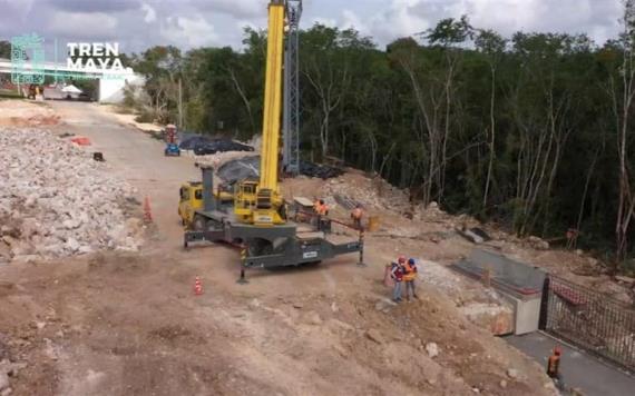 Tren Maya: Finaliza la reubicación de árboles de Tulúm a Cancún