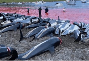 Matan más de 1,400 delfines en un día por caza tradicional en las islas Feroe