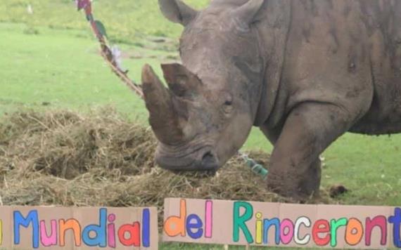 Día Mundial del Rinoceronte