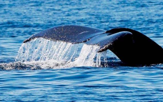 53 ballenas son asesinadas en Islas Feroe