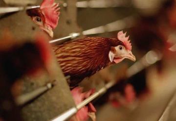 ¿Podría llegar a México la nueva cepa de gripe aviar H5N6?