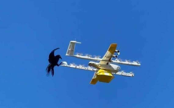 Cuervo pelea con dron que entregaba paquete video se vuelve viral