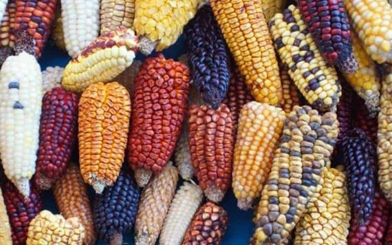 Evalúan opciones legales tras la negativa de Cofepris a maíz transgénico