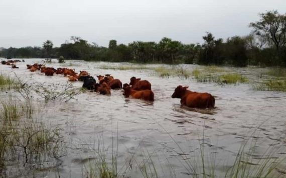 Inician movilización de ganado de zonas vulnerables a anegaciones
