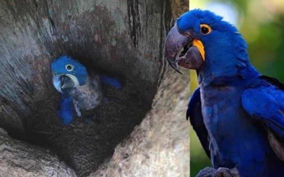 Nace guacamayo azul en Paraguay; su especie estaba en peligro de extinción