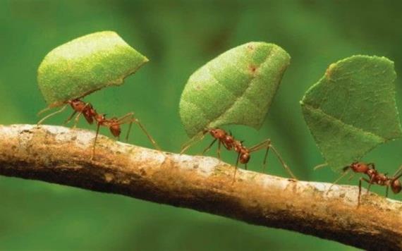 Elimina las hormigas podadoras de tus árboles