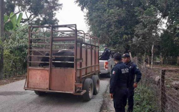 Policías de Huimanguillo logran recuperar camioneta con ganado