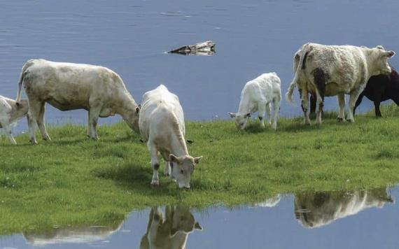 Protegido el sector agrícola y ganadero de Tabasco