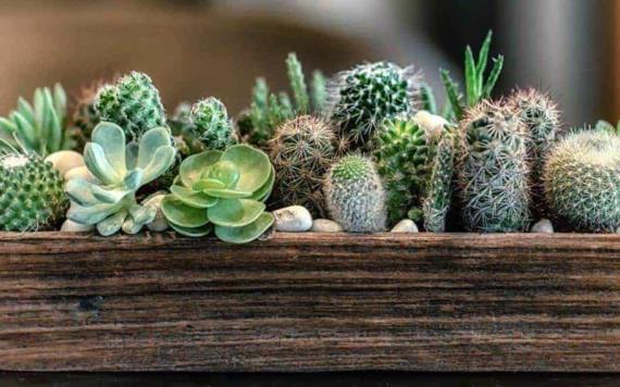5 suculentas y cactus ideales para hacer un jardín exterior en la entrada de tu casa
