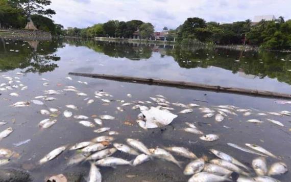 Mortandad de peces en Vaso Cencali