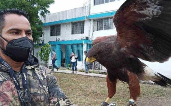 En Tampico venden águilas hasta en 18 mil pesos por medio de redes sociales