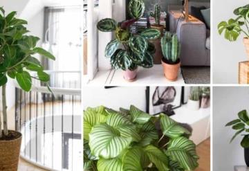 Plantas de interior que te hacen ser más inteligente