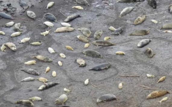 En Escocia crías de focas grises mueren por el paso de la tormenta "Arwen"