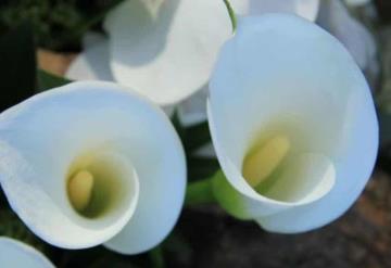 Flor lirio de paz, la planta de interior ideal para decorar tu casa y atraer riqueza