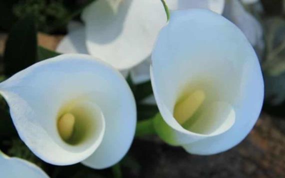 Flor lirio de paz, la planta de interior ideal para decorar tu casa y atraer riqueza