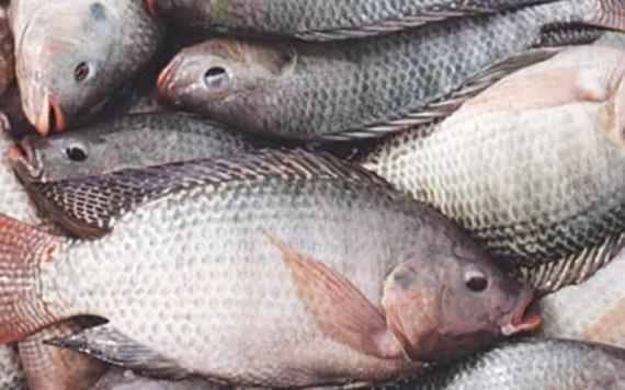 Investigación revela el sufrimiento que viven los peces al ser explotados para consumo